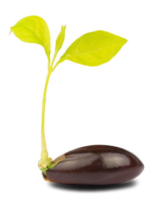 Chandler Agribusiness - image - seed 4