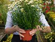 NURSERY_HAND195x150.jpg